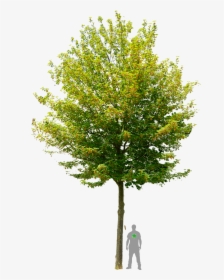 Tree Png, Transparent Png, Transparent PNG