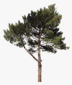 Pine Tree Cut Out Png, Transparent Png, Transparent PNG