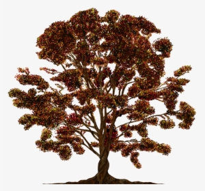 Tree, Vector, Ornament, Color, Family Tree, Texture - Family Tree, HD Png Download, Transparent PNG