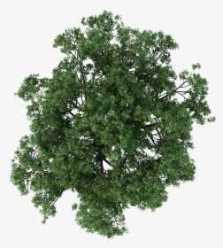 Transparent Tree Plan Png - Plan Trees For Photoshop, Png Download, Transparent PNG