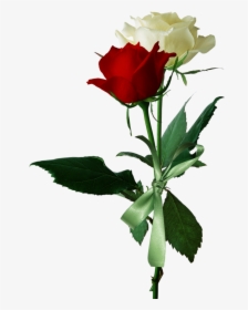 Love Red And White Roses, HD Png Download, Transparent PNG