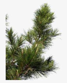 Pine Tree Branch Png, Transparent Png, Transparent PNG