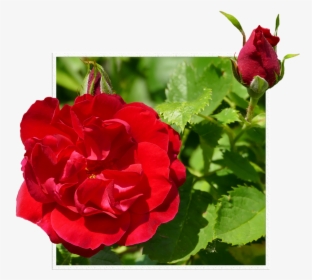 Rosas Vermelhas, Broto, Moldura - Hybrid Tea Rose, HD Png Download, Transparent PNG