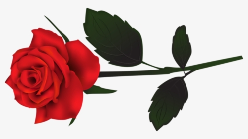 Transparent Single Red Rose, HD Png Download, Transparent PNG