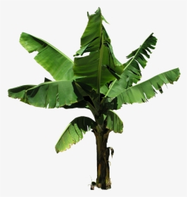 Banana Tree Images Png, Transparent Png, Transparent PNG