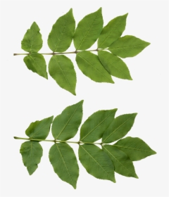 Tree Leaf Texture Png, Transparent Png, Transparent PNG