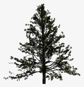 Pine Tree Transparent Png, Png Download, Transparent PNG