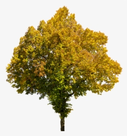 Autumn, Time Of Year, Tree, Leaves, Png, Isolated - Fall Tree Transparent Background, Png Download, Transparent PNG