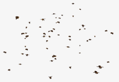 Transparent Swarm Clipart - Swarm Of Bees Png, Png Download, Transparent PNG