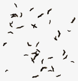 Swarm Of Bats Png Clipart , Png Download - Swarm Of Bats Png, Transparent Png, Transparent PNG