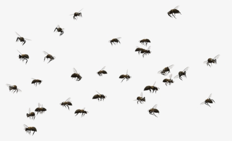 Bee Png Pic - Swarm Of Bees Png, Transparent Png, Transparent PNG
