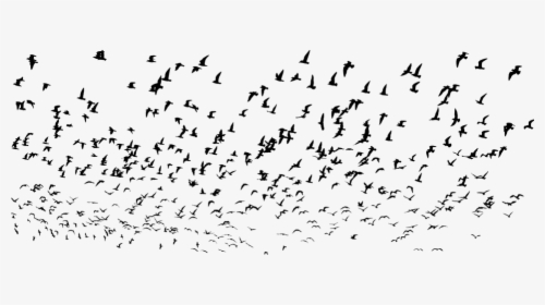 Seagulls, Flock, Silhouette, Seagull, Birds, Swarm - Silhouette Seagulls Png, Transparent Png, Transparent PNG