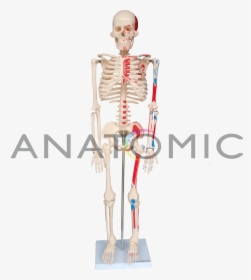 Clip Art Mao Esqueleto - Skeleton, HD Png Download, Transparent PNG