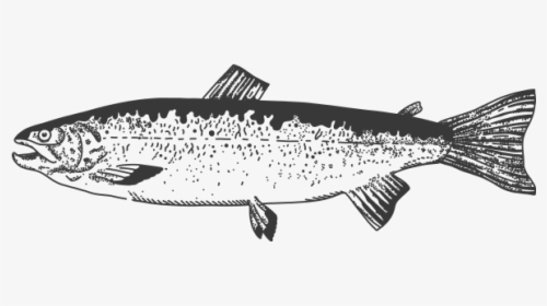 Trout, HD Png Download, Transparent PNG