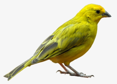Yellow Bird Standing Png Image - Bird Png, Transparent Png, Transparent PNG