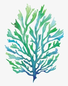 Vector Free Library Group Buy Online - Watercolor Seaweed Clipart, HD Png Download, Transparent PNG