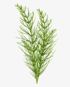 Grass Clipart Seaweed - Evergreen, HD Png Download, Transparent PNG