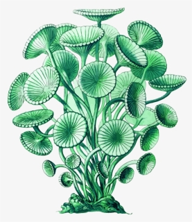 Plant,leaf,aquarium Decor - Algae Botanical Illustration, HD Png Download, Transparent PNG