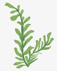 Western Yew, HD Png Download, Transparent PNG