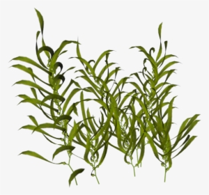Seaweed Ocean Aquatic Plants - Transparent Aquatic Plant Png, Png Download, Transparent PNG