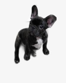 #pumba - French Bulldog, HD Png Download, Transparent PNG