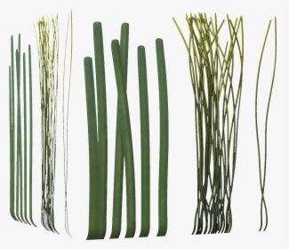 Clip Art Allium Fistulosum Bamboo Welsh - Long Seaweed, HD Png Download, Transparent PNG