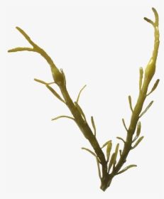 Ascophyllum Nodosum Png, Transparent Png, Transparent PNG