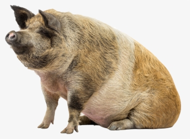 Pig, Act Peter Dream Can Now Eat Whatever Want - Pig Transparent Png, Png Download, Transparent PNG
