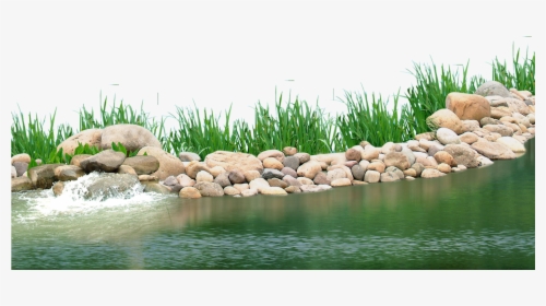 Pebbles Clipart Underwater Plant - Transparent Background Pond Png, Png Download, Transparent PNG