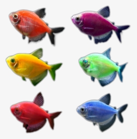 Glo Fish Clip Art - Glofish Tetra Png, Transparent Png, Transparent PNG