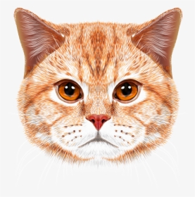 Orange Tabby Cat Face, HD Png Download, Transparent PNG