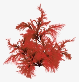 Red Brown Algae, HD Png Download, Transparent PNG