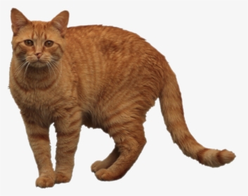 Orange Cat Png 1 » Png Image - Tabby Cat Transparent Background, Png Download, Transparent PNG