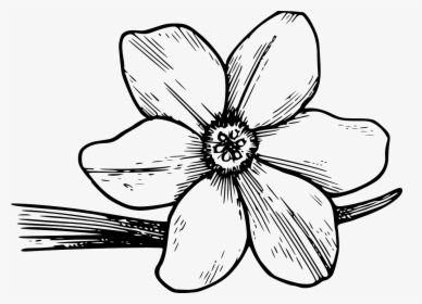 Border Design Black And White - Corolla Flower To Draw, HD Png Download, Transparent PNG