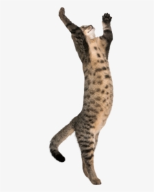 High Cat On Two Legs, HD Png Download, Transparent PNG