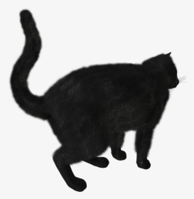 Download Black Cat Picture - Black Cat Png Gif, Transparent Png, Transparent PNG