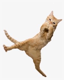 Jumping Cat Png - Cat Jumping Transparent Background, Png Download, Transparent PNG
