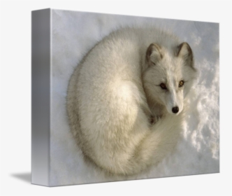 Arctic Fox Art, HD Png Download, Transparent PNG