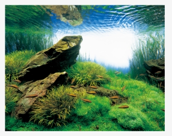 Nature Aquarium Amano, HD Png Download, Transparent PNG