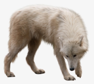 Wolf Png - White Wolf Transparent Background, Png Download, Transparent PNG