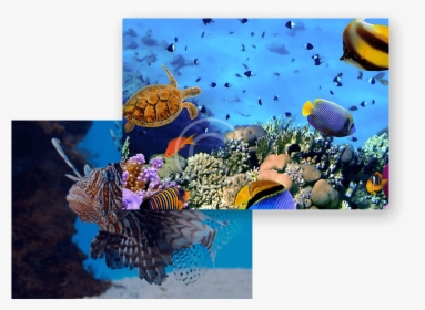 Aquarium Wallpaper 4k, HD Png Download, Transparent PNG