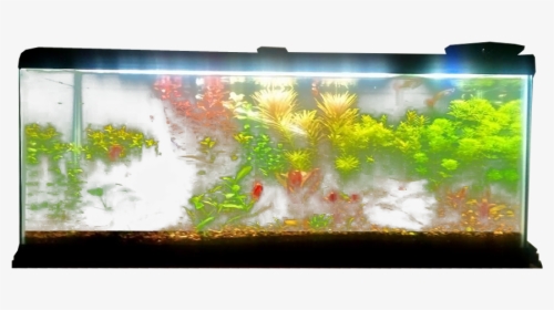 Planted Aquarium - Fish Tank Transparent Background, HD Png Download, Transparent PNG