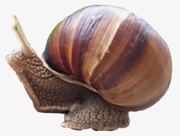 #snail #caracol - Lymnaeidae, HD Png Download, Transparent PNG