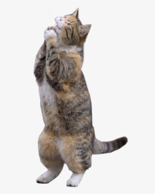 Clip Art Gato Assustado - Pleading Cat, HD Png Download, Transparent PNG