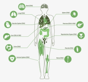 Image For Mike Hennesy S Linkedin Activity Called Great - Endocannabinoid System, HD Png Download, Transparent PNG
