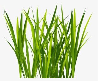 Transparent Bush Texture Png - Transparent Grass Texture Png, Png Download, Transparent PNG