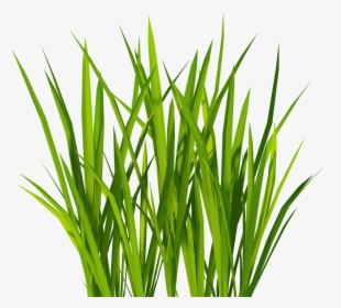 Texture Mapping Lawn Clip Art - Wheat Grass Transparent Background, HD Png Download, Transparent PNG