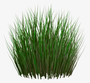 Best Free Grass Png Image Without Background - Grass Plants Png File, Transparent Png, Transparent PNG