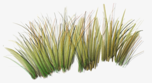 Tall Grass Png Index Of /sid/aw/textures/foliage - Transparent Grass Png Texture, Png Download, Transparent PNG