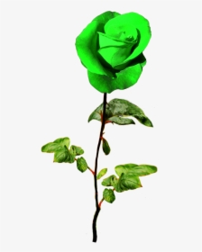 Patrick S Day Green Rose - Valentine Wishes With Roses, HD Png Download, Transparent PNG
